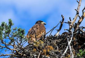 Merikotka nuori Muonio 2016 Heikki Kainulainen